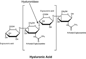 Hyaluronidase from bovine testes